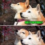 Sick puppies | I UPLOADED A VIDEO ABOUT COVID-19 DID IT GO VIRAL? | image tagged in shiba bad joke,covid-19 | made w/ Imgflip meme maker