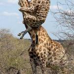 Giraffe on giraffe neck