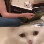 Cat And Calculus
