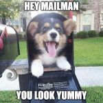 Doggo Suprise | HEY MAILMAN; YOU LOOK YUMMY | image tagged in cute doggo in mailbox | made w/ Imgflip meme maker