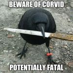 #DeadlyBod #Crow #Knife | BEWARE OF CORVID; POTENTIALLY FATAL | image tagged in deadlybod crow knife | made w/ Imgflip meme maker