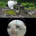 cat sniper meme