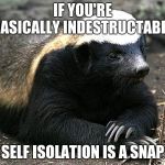 Honey badger | IF YOU'RE BASICALLY INDESTRUCTABLE; SELF ISOLATION IS A SNAP | image tagged in honey badger | made w/ Imgflip meme maker