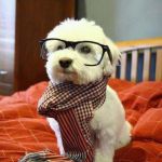 Hipster Covid Dog | I WAS INTO TOILET PAPER BEFORE IT WAS COOL GENERIC MEMES | image tagged in memes,intelligent dog,coronavirus,toilet paper | made w/ Imgflip meme maker