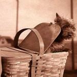 Toto in a basket