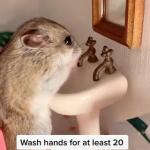 Hamster