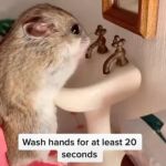 Hamster | IF I CAN WASH MY HANDS; WE ALL CAN ! | image tagged in hamster | made w/ Imgflip meme maker