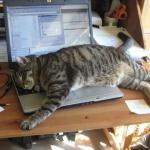 cat sleep keyboard notebook