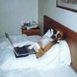 Dog Teleworking in Bed with Laptop