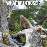 The mad woodchuck of Washington state | WHAT ARE THOSE!? | image tagged in woodchuck,what are those,litter,shoes,wildlife | made w/ Imgflip meme maker