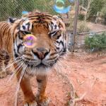 Tiger Bubbles