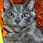 Disbelief or panic - gray cat