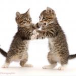 Kittens play fight