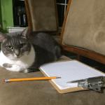 Kitty Paperwork