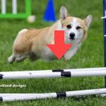 Downvote corgi