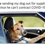 COVID-19 dog driver