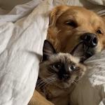 cat in bed with dog meme