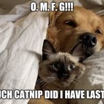 cat in bed with dog | O. M. F. G!!! HOW MUCH CATNIP DID I HAVE LAST NIGHT? | image tagged in cat in bed with dog | made w/ Imgflip meme maker