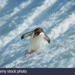 Surfin penguin