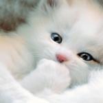 Cute white Kitten meme
