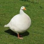 Fat goose