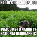 weed policedog | HI GUYS I’M SNOOP DOG; WELCOME TO NAUGHTY NATIONAL GEOGRAPHIC | image tagged in weed policedog | made w/ Imgflip meme maker