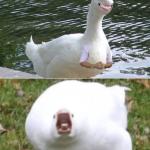 Smiling angry swan