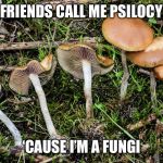 magic mushrooms | MY FRIENDS CALL ME PSILOCYBIN; ‘CAUSE I’M A FUNGI | image tagged in magic mushrooms | made w/ Imgflip meme maker