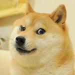 Inquisitive Doge