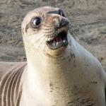 scared seal
