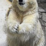 Everything is Cute When Polar Bears Do it | DO YOU HAZ; BABY SEALS? | image tagged in diabolical polar bear,memes,funny | made w/ Imgflip meme maker