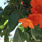 Orange flowers