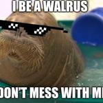 Don’t mess with the walrus