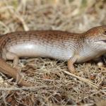 Skink Surprise