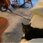 Trey Anastasio's cat