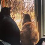 cats at window