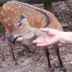 Don't touch me deer