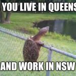turtle fence escape | WHEN YOU LIVE IN QUEENSLAND; AND WORK IN NSW | image tagged in turtle fence escape,corona,coronavirus,lockdown,social distancing,isolation | made w/ Imgflip meme maker