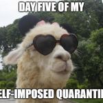 cool llama | DAY FIVE OF MY; SELF-IMPOSED QUARANTINE | image tagged in cool llama | made w/ Imgflip meme maker