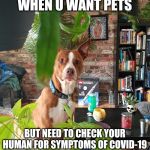 Sir Reginald | WHEN U WANT PETS; BUT NEED TO CHECK YOUR HUMAN FOR SYMPTOMS OF COVID-19 | image tagged in sir reginald | made w/ Imgflip meme maker
