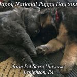Puppy Love | Happy National Puppy Day 2020; from Pet Store Universe
Lehighton, PA | image tagged in puppy love | made w/ Imgflip meme maker