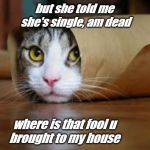 Funny animals | but she told me 
she's single, am dead; where is that fool u
brought to my house | image tagged in funny animals | made w/ Imgflip meme maker