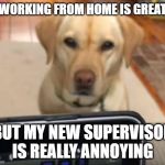 working from home | WORKING FROM HOME IS GREAT; BUT MY NEW SUPERVISOR IS REALLY ANNOYING | image tagged in working from home | made w/ Imgflip meme maker