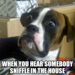 Scared dog | WHEN YOU HEAR SOMEBODY SNIFFLE IN THE HOUSE | image tagged in scared dog | made w/ Imgflip meme maker
