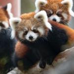 Scolding Red Pandas