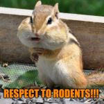 Respect to Rodents | RESPECT TO RODENTS!!! | image tagged in chipmunk,respect,rodents,woodchuck | made w/ Imgflip meme maker