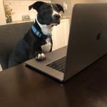 Work from home dog