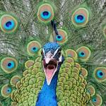 Origin of peacocks