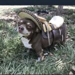 Sombrero Dogg