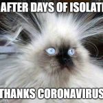 Crazy Hair Cat | ME AFTER DAYS OF ISOLATION; THANKS CORONAVIRUS | image tagged in crazy hair cat | made w/ Imgflip meme maker